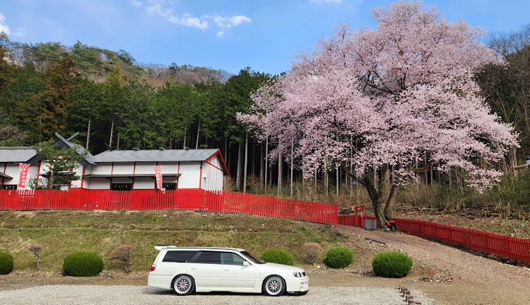 ステージアのステージアでお出かけ・モンキーでお出かけ・サクラと愛車・いつもありがとうございますに関するカスタム事例の投稿画像2枚目