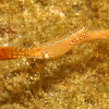 Donald Duck Shrimp / Plume Tail Shrimp