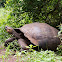 Galapagos giant tortoise