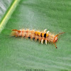 Cocoa Tussock Moth / Hevea Tussock Moth Caterpillar