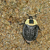 American Carrion Beetle