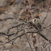 Ladder-backed Woodpecker