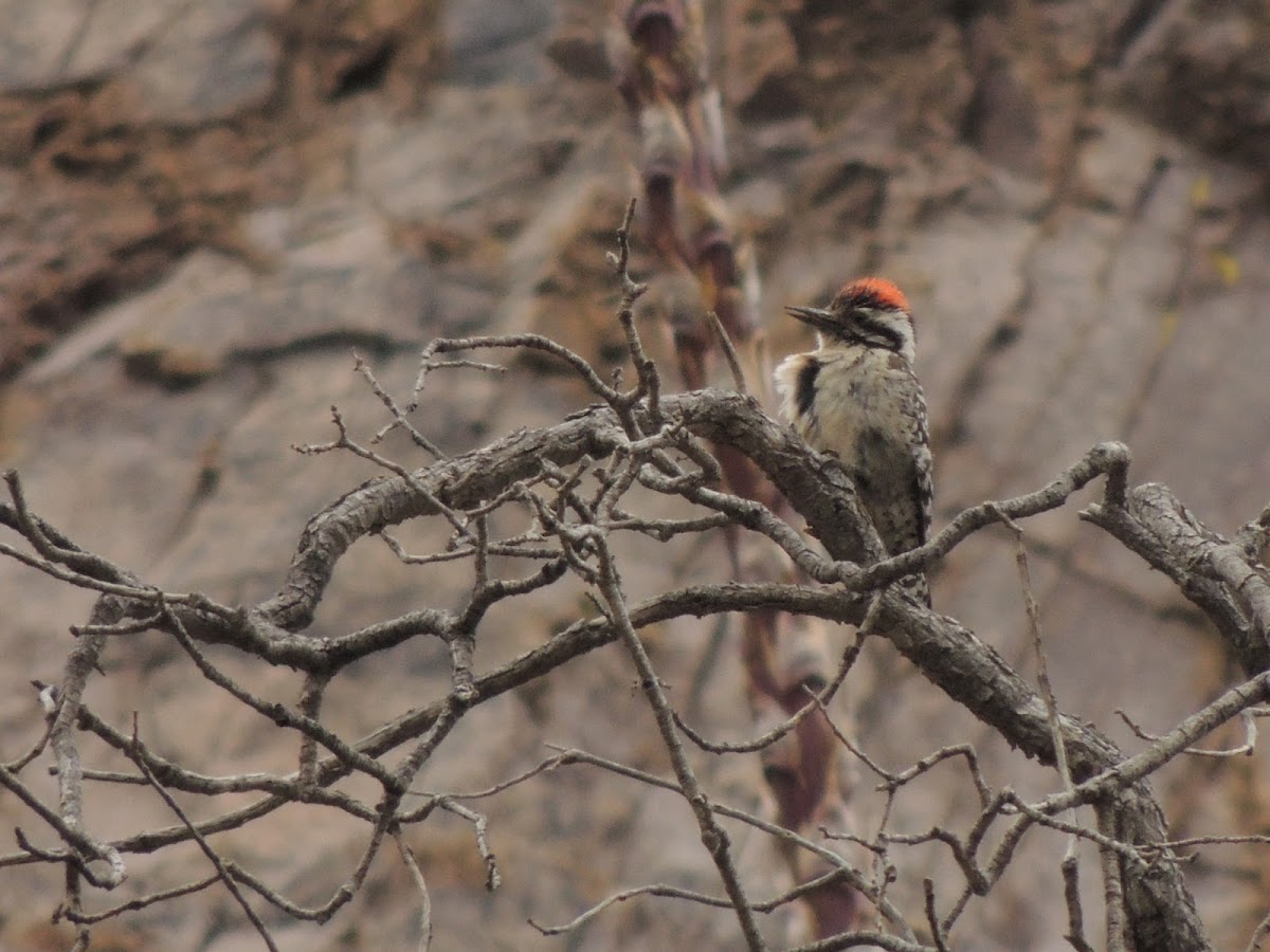 Ladder-backed Woodpecker