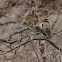 Ladder-backed Woodpecker