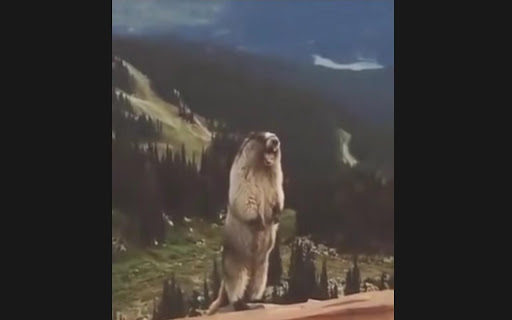 Screaming Beaver