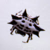 Spiny orbweaver spider