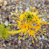 Yellow Beeplant