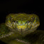 Large-scaled Pit Viper