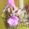 Crab Spider