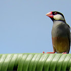 Java Sparrow