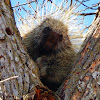 North American Porcupine