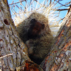 North American Porcupine