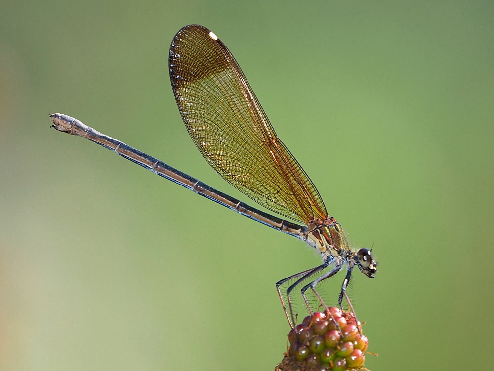 Caballito del diablo (Copper demoiselle)