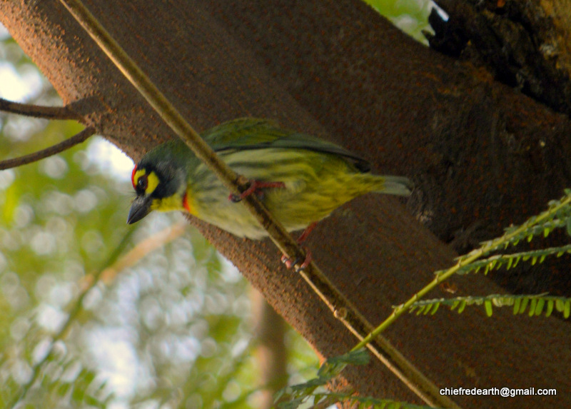 coppersmith barbet, crimson-breasted barbet or coppersmith