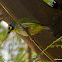 coppersmith barbet, crimson-breasted barbet or coppersmith