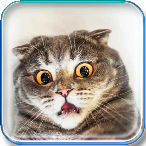 Android application What You Said? screenshort