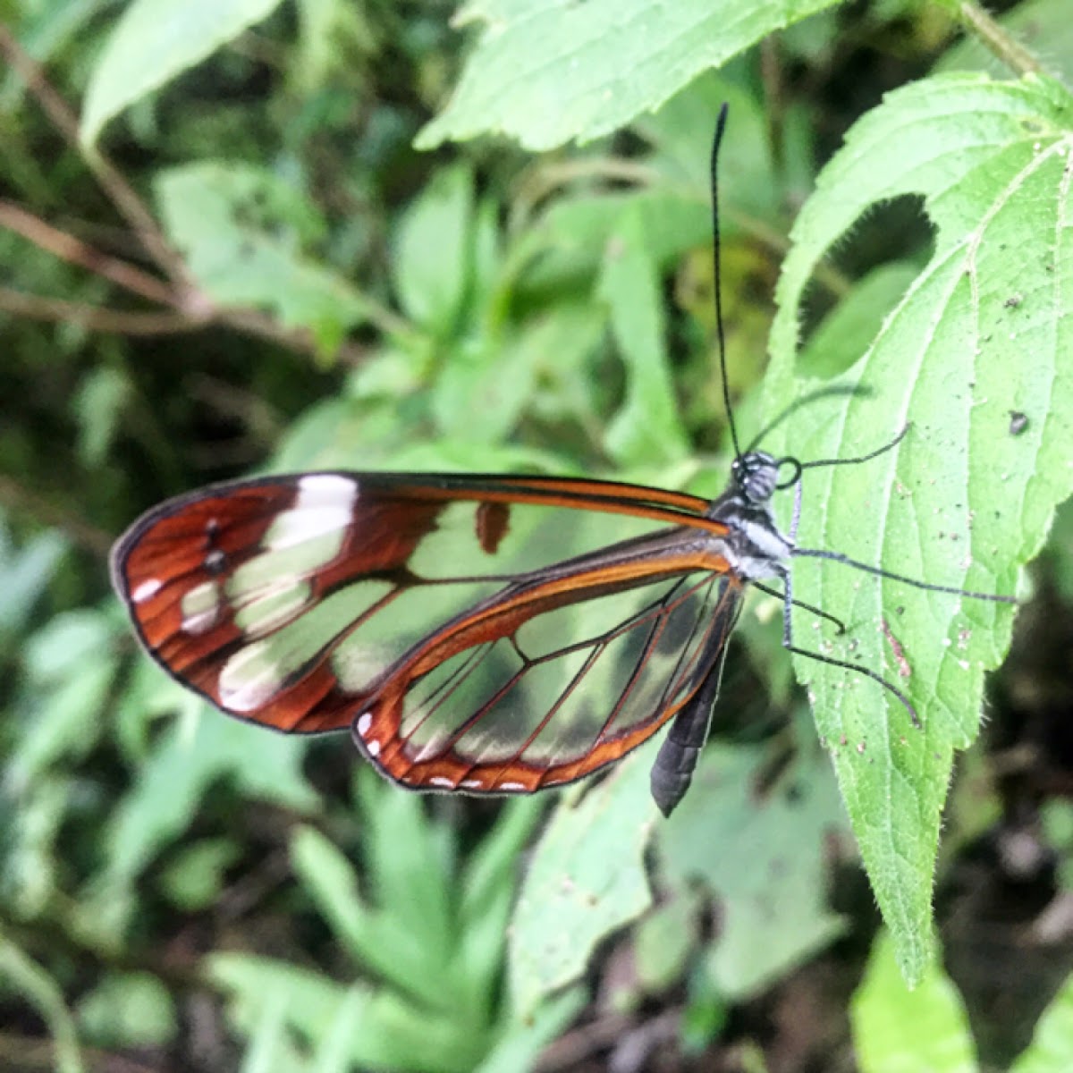 Glasswinged Butterfly