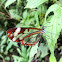 Glasswinged Butterfly