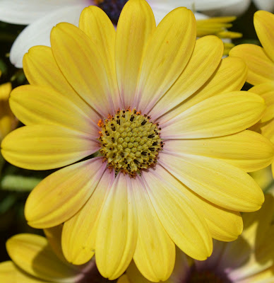 MARGHERITA IN FIORE  di elena_mainardi