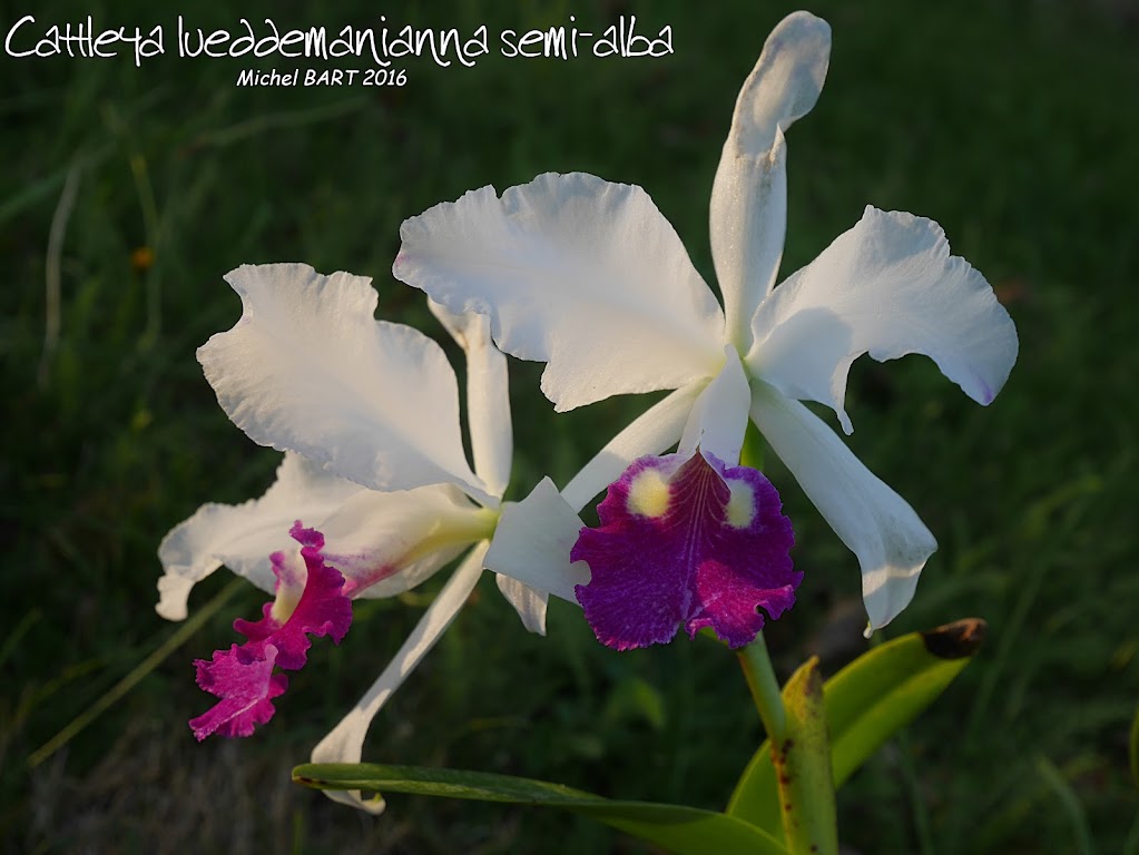 Cattleya lueddemanniana f. semi alba NiQa4Z6J4lYZxt2I1HUJlzvVm8i595jnhrRt_c7xk1g-lViH4cskgJ45ffKWNAa1KUU4n6ANFF04gA=w1366-h768-no