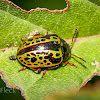 Sida Leaf Beetle