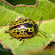 Sida Leaf Beetle