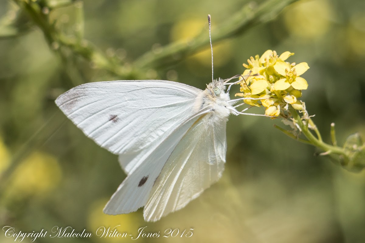 Small White