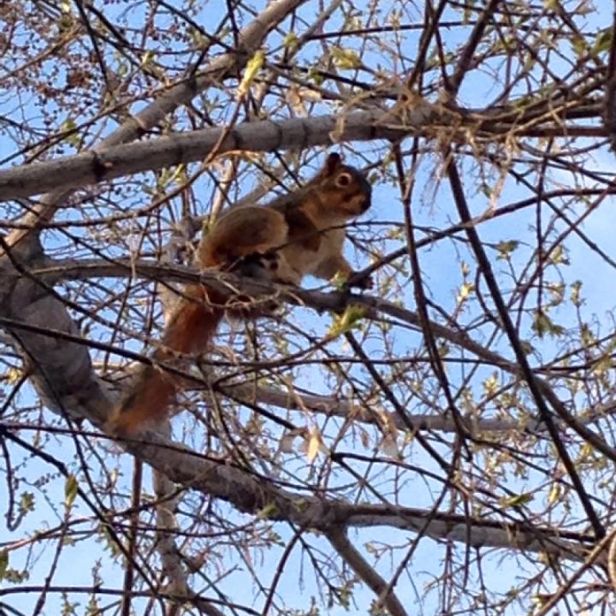 Eastern Fox Squirrel