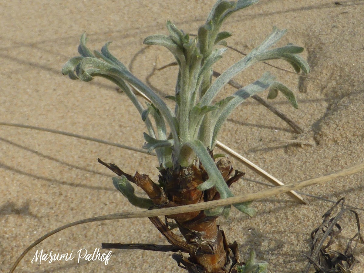 Field Wormwood