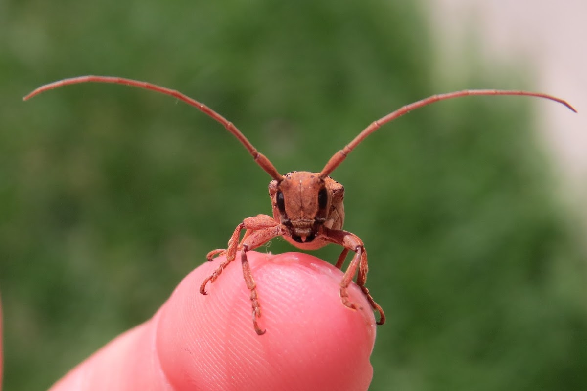 Longhorn beetle