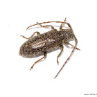 Hairy Long-Horn Beetle