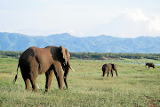 Zimbabwe's wildlife agency says it has discovered more elephant carcasses near a major game park.