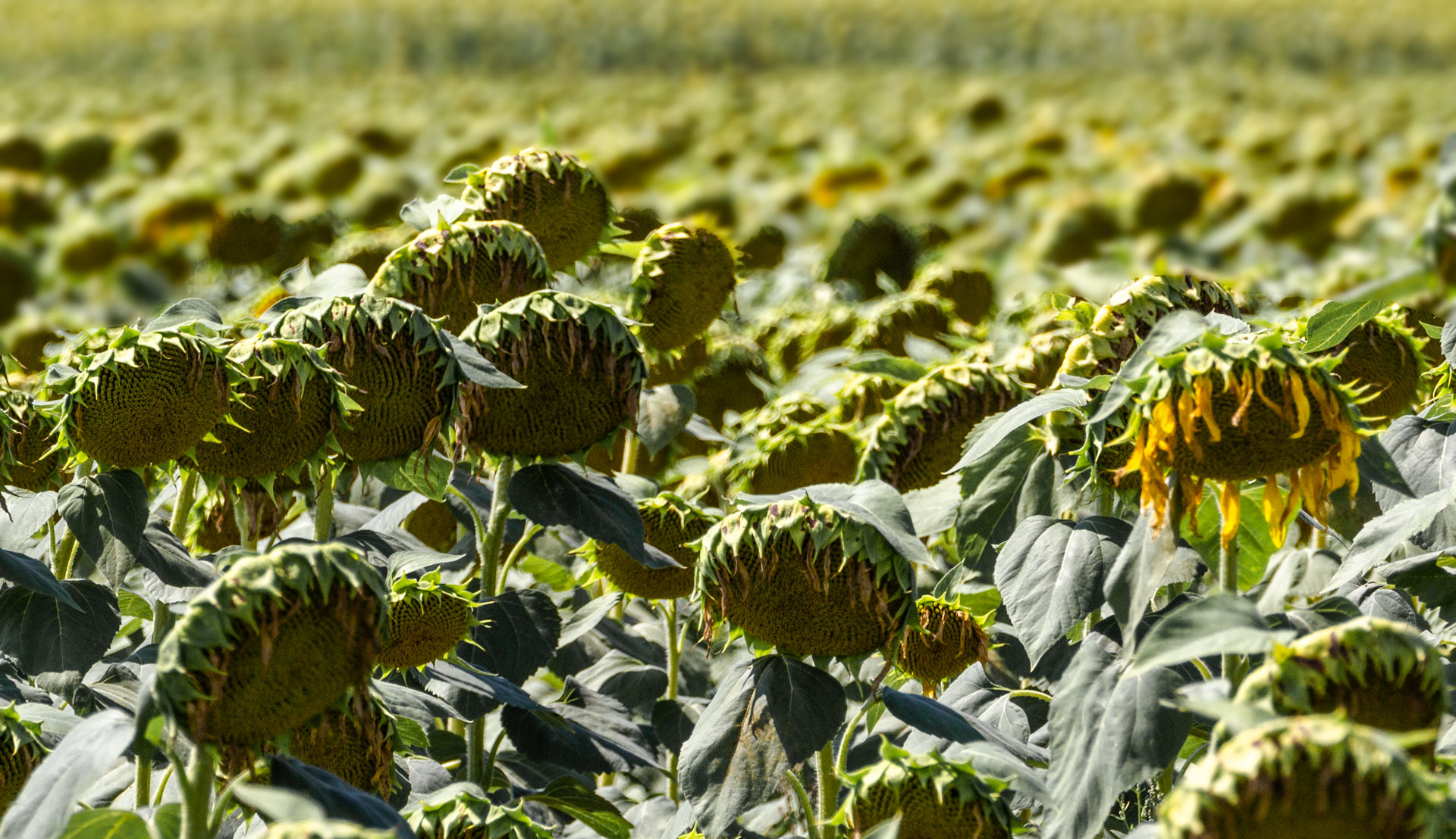 Girasoli appassiti di Aktarus