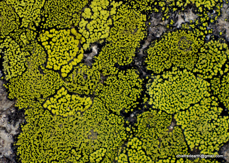 map lichen