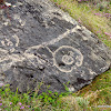 Mountain Lichens