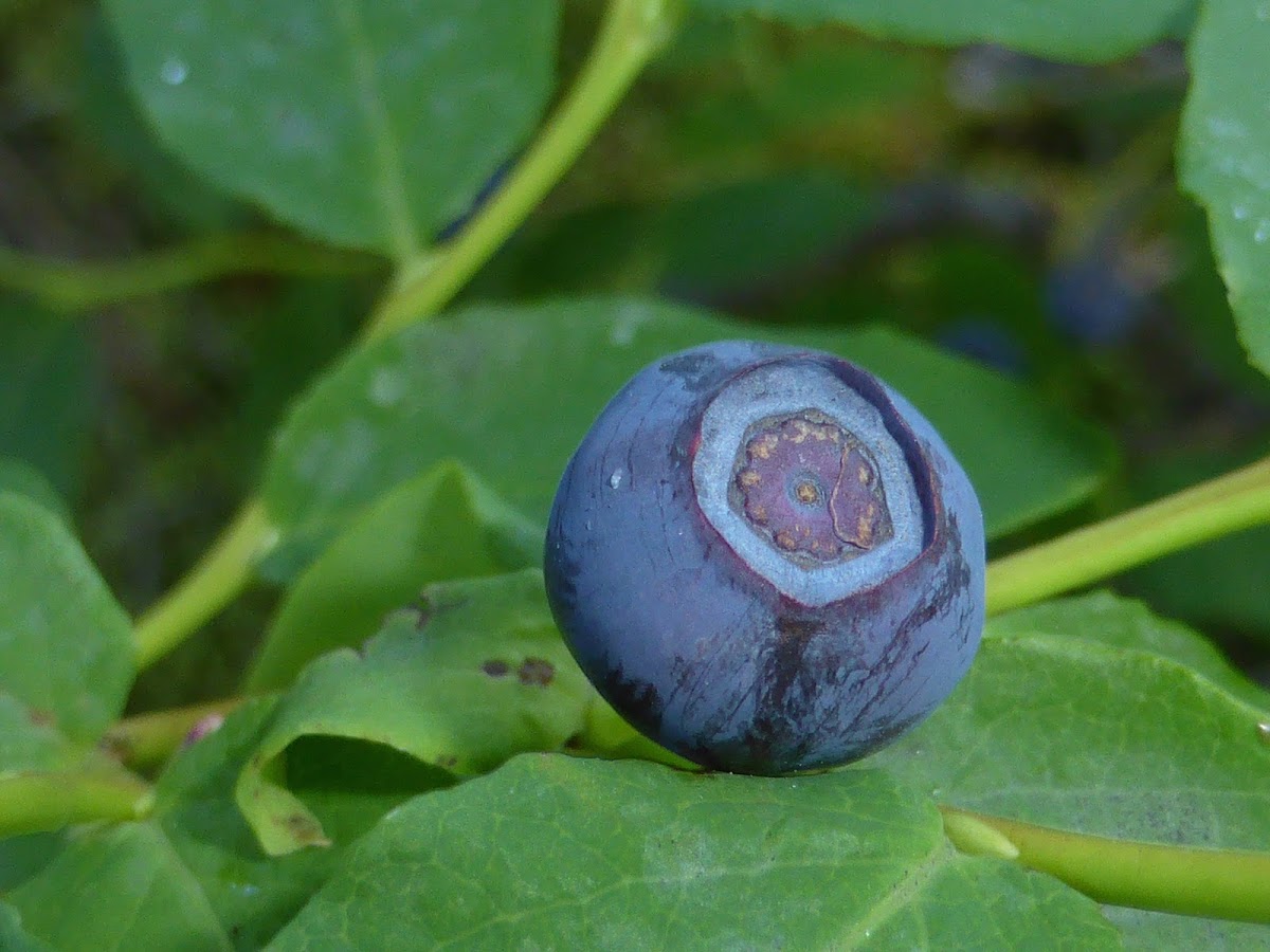 Alaska Blueberry