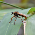 Robber Fly