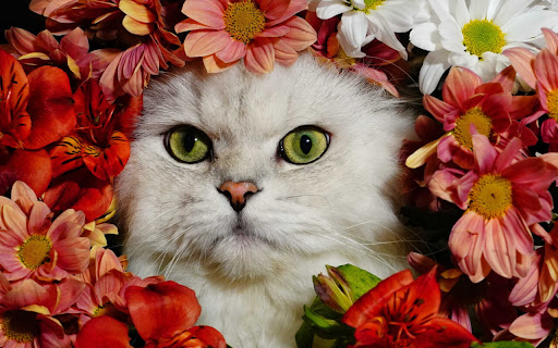 Lovely Feline Framed By Vibrant Flowers in a screenshot 2