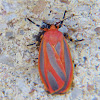 Scarlet-winged Lichen Moth