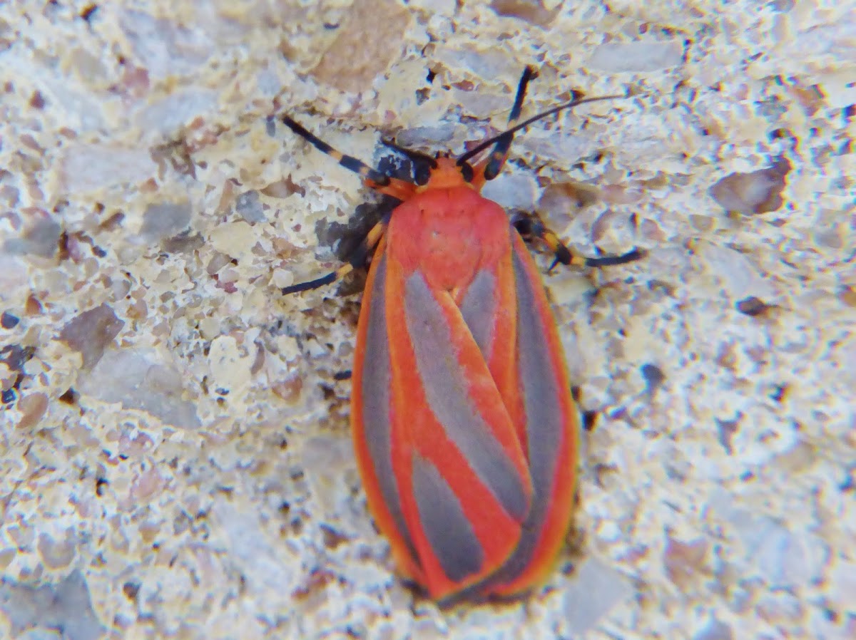 Scarlet-winged Lichen Moth