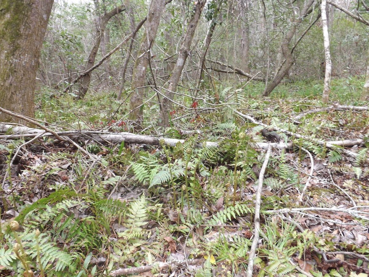 Southern Lady Fern