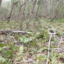 Southern Lady Fern