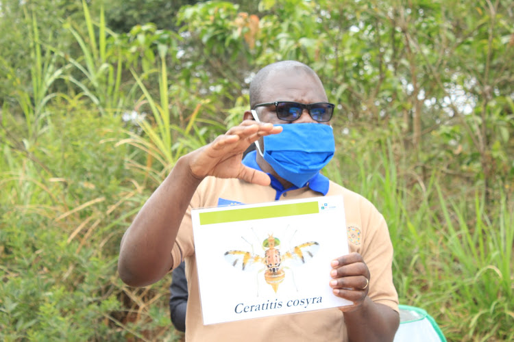 ICIPE researcher Dr Shepard Ndlela in Itoloni, Mwingi West