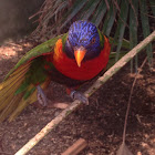 Rainbow lorikeet