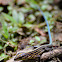 Central American Ameiva (whiptailed lizard)