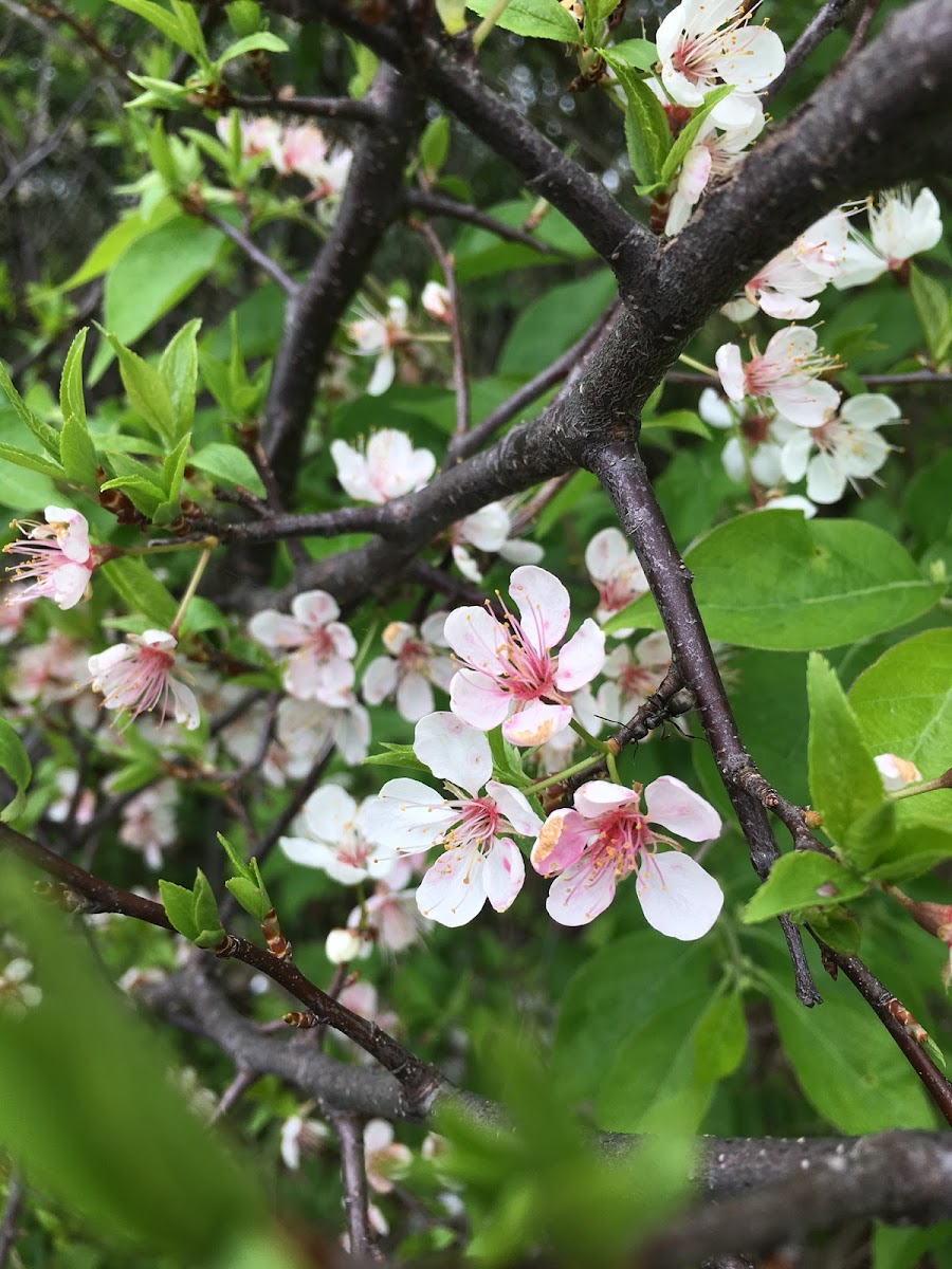 Apple Tree