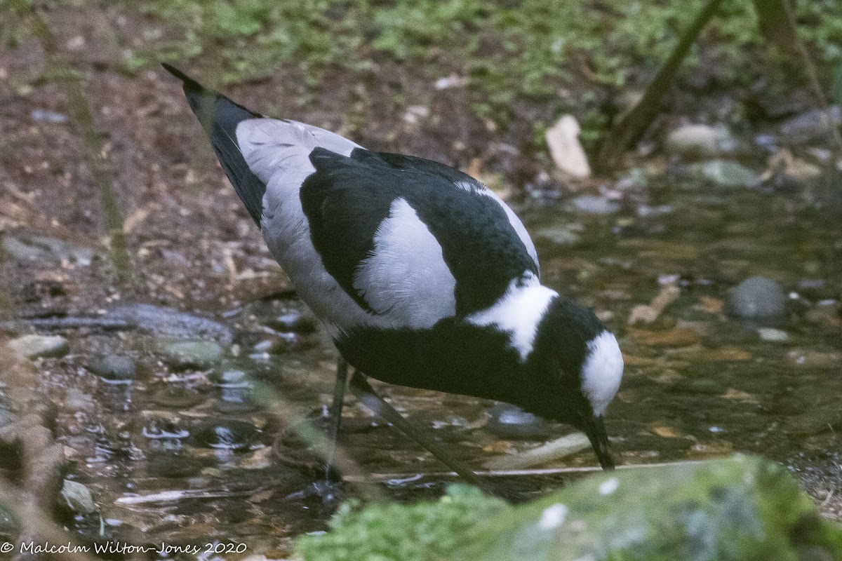 Blacksmith Lapwing