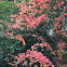 Japanese Maple