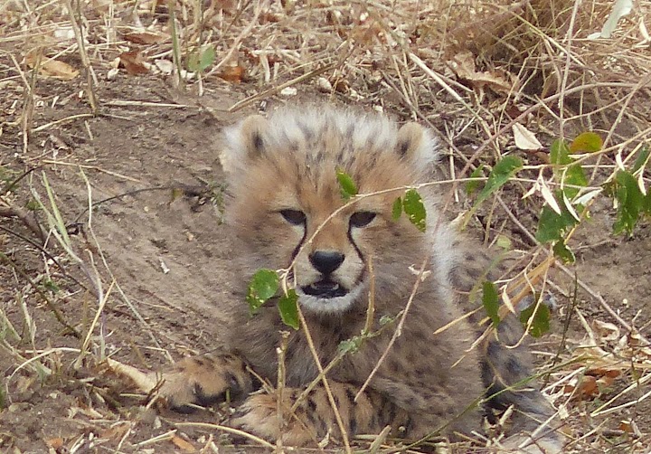 CUADERNO DEL VIAJE KENIA - Blogs de Kenia - ANIMALES (24)