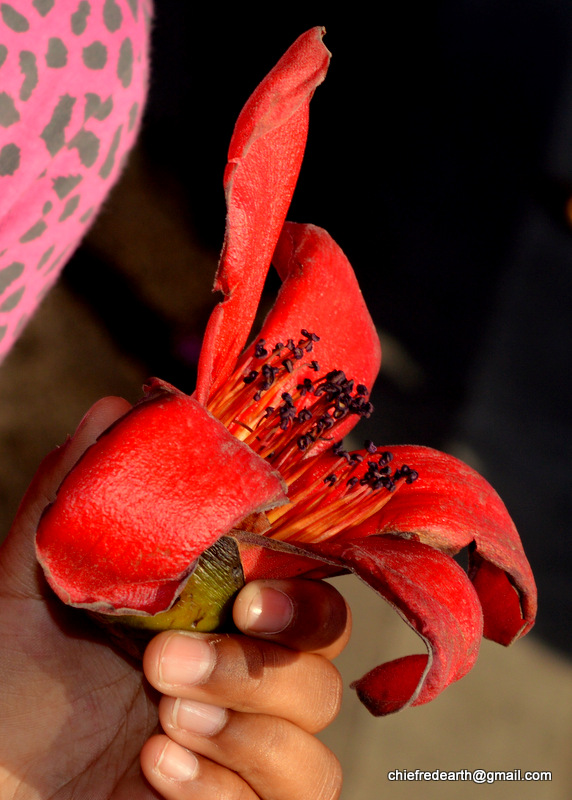 red silk-cotton, red cotton tree, silk-cotton or kapok